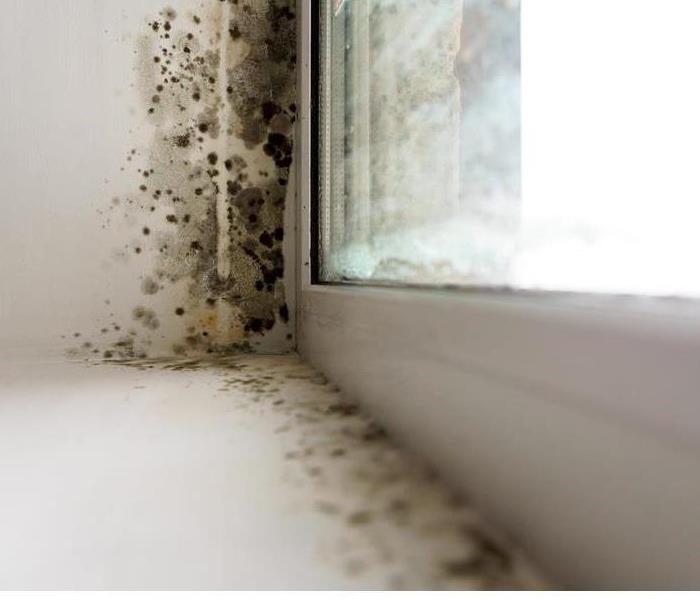 A close up of mold growth taking place on the corner of a windowsill.